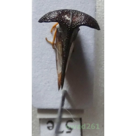 Membracidae sp. Rafinesque, 1815 Philippines57e